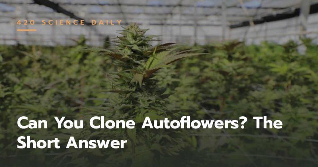 Cannabis plants growing in a greenhouse — featured image for an article on cloning autoflowers