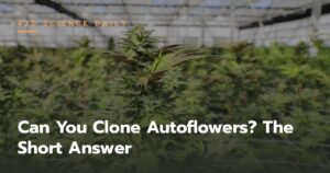 Can You Clone Autoflowers? The Short Answer and Why