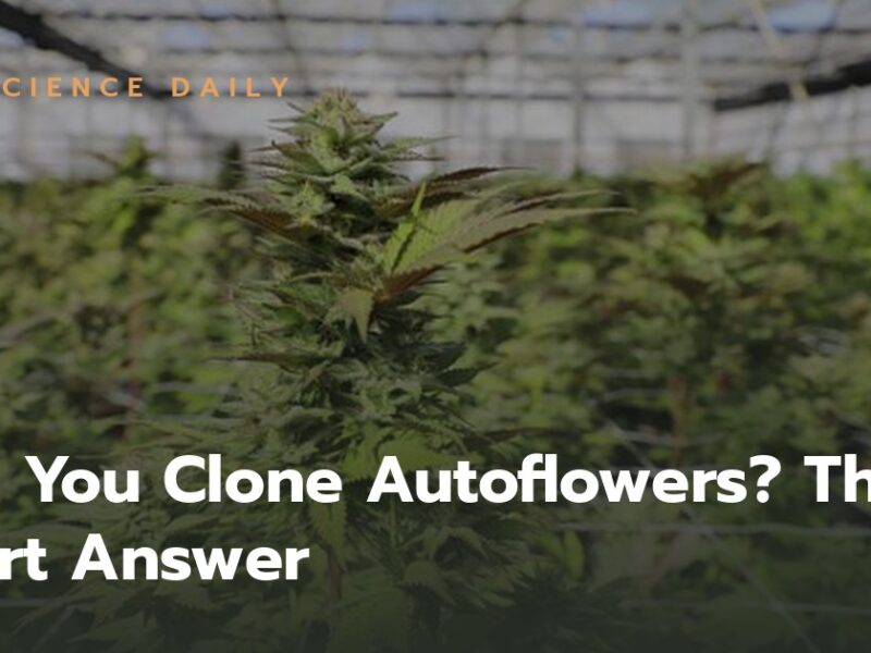 Can You Clone Autoflowers? The Short Answer and Why