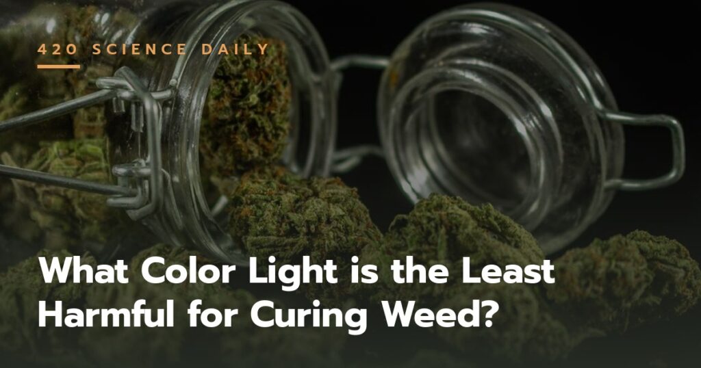 Cannabis buds in a curing jar