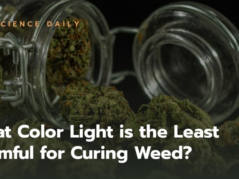 What Color Light is the Least Harmful for Curing Weed?