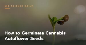 How to Germinate Cannabis Autoflower Seeds?