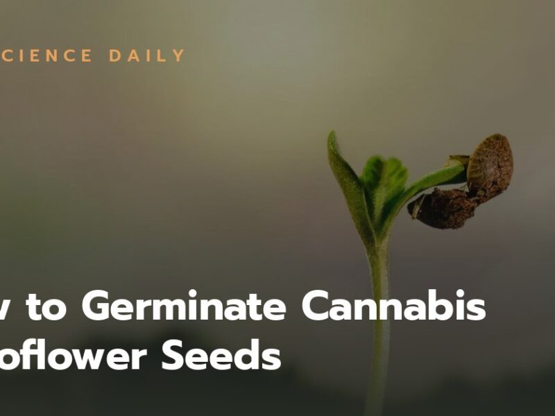 How to Germinate Cannabis Autoflower Seeds?