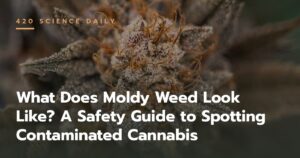 What Does Moldy Weed Look Like? A Safety Guide to Spotting Contaminated Cannabis