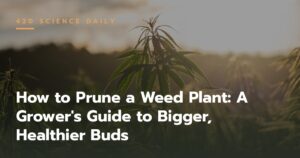 How to Prune a Weed Plant: A Grower’s Guide to Bigger, Healthier Buds