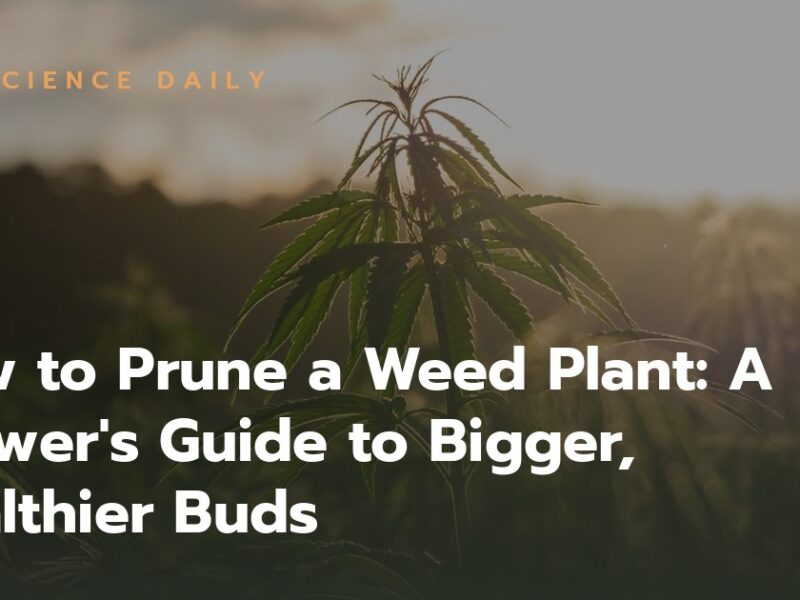 How to Prune a Weed Plant: A Grower’s Guide to Bigger, Healthier Buds