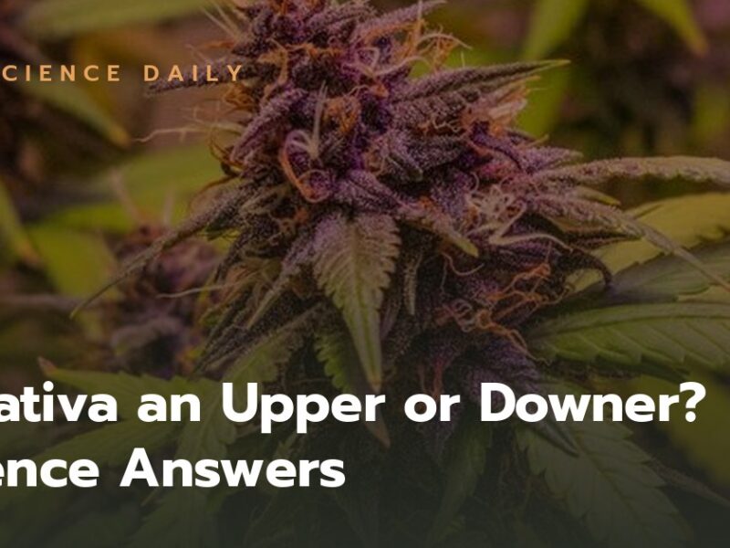 Is Sativa an Upper or Downer? Science Answers