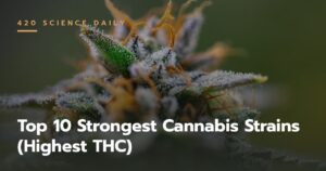 Top 10 Strongest Cannabis Strains (Highest THC)