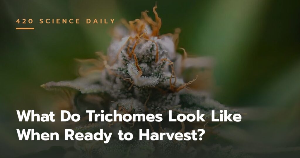 What Do Trichomes Look Like When Ready to Harvest?