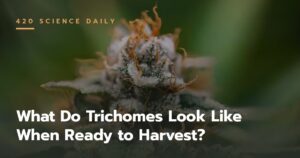 What Do Trichomes Look Like When Ready to Harvest?