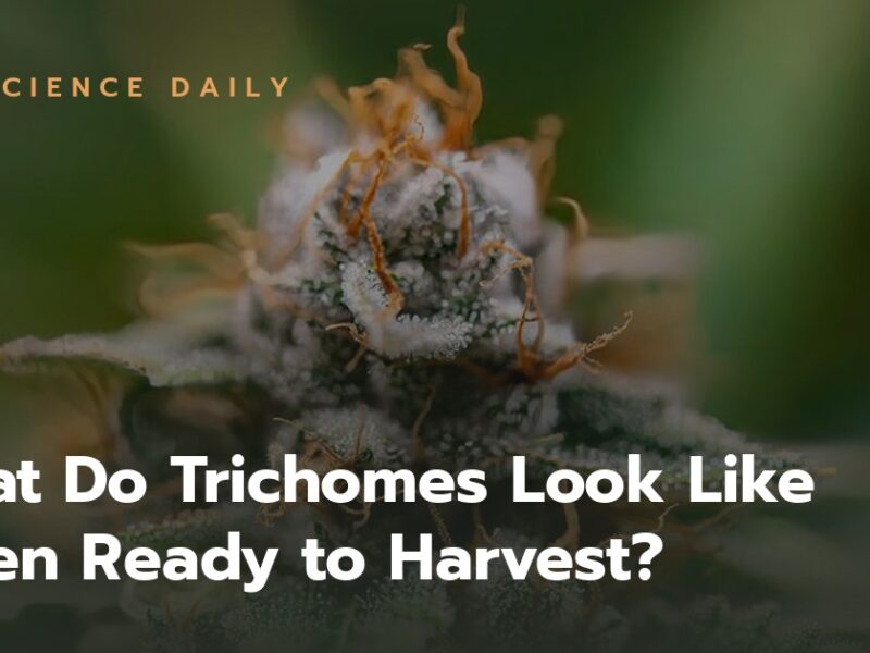 What Do Trichomes Look Like When Ready to Harvest?