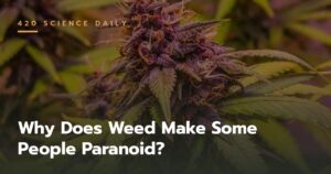 Why Does Weed Make Some People Paranoid? The Science