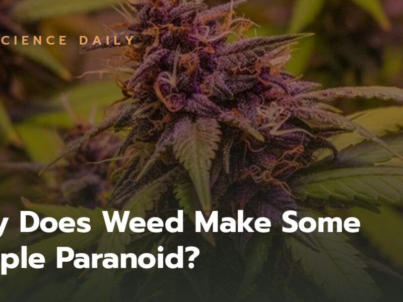 Why Does Weed Make Some People Paranoid? The Science