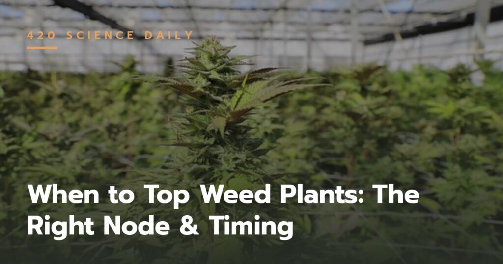 When to Top Weed Plants: The Right Node & Timing