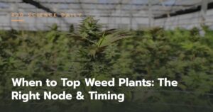 When to Top Weed Plants: The Right Node & Timing