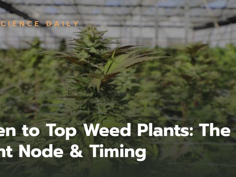 When to Top Weed Plants: The Right Node & Timing